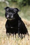 STAFFIE 135